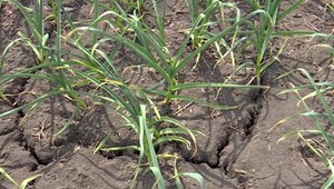 Česko zažíva 500-ročné sucho, no počasie trápi aj Slovensko. Zaprší u nás najbližšie dni?