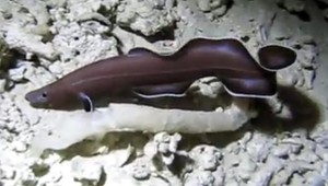 Úhor je živou fosíliou spred 200 miliónov rokov