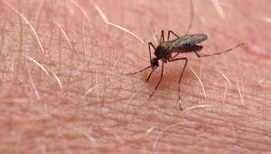 Nálet komárov. Na konci júna bude kalamita!