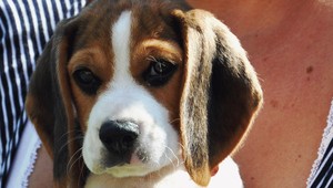 V Rakovej sa stratil Lord aj Ebby, oplatí sa pomôcť