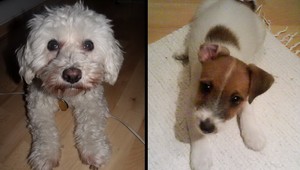 Nevideli ste Janku a Jesa? Psíci zmizli z Košíc