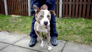 Pitbull nie je pitbull. Ministerstvo chce zakázať aj týchto psov