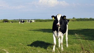 Tropické horúčavy. Trpia aj kravy, hrozí im infarkt