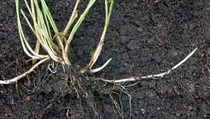 Ako bojovať s teplom a suchom v záhrade? Toto sú rady expertov