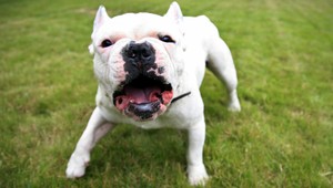 Ženu napadol pes, život jej zachránil mobil