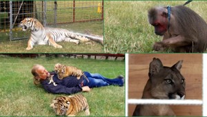 Exotika na Liptove. Zverinec tvoria medvede, pumy, tigre i žraloky