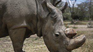 Návštevníci ZOO vyryli svoje mená na chrbát nosorožca