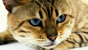 V Novej Lehote záhadne miznú mačky