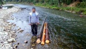 Novinka medzi zlodejmi. Drevo splavujú po rieke