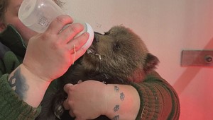 Stratené medvieďatá našli nové útočisko. Bojnická ZOO sa postará o ich uzdravenie