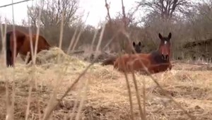 Na severovýchode Slovenska ukradli 19 koní . Zatiaľ sa podarilo vypátrať len jediného v Rumunsku