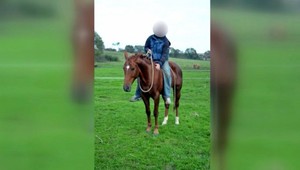 Na severovýchode Slovenska sa stratilo už päť koní