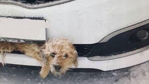 Vodič zrazil psa, so zvieraťom zaseknutým v náprave išiel ďalej