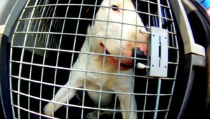 Za bozk sa bulteriér zahryzol majiteľovi (29) do tváre!