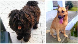 Majitelia hľadajú psíkov Zorka a Donu! Nevideli ste ich?