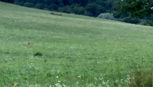 VIDEO: Unikátne zábery vlka pri love zachytil na telefón. Niektorým poľovníkom sa niečo také nepodarí za celý život