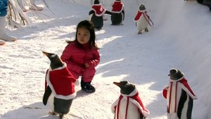 Santa nemusí mať za pomocníkov len soby. Aj tučniaky vedia spraviť vianočnú náladu