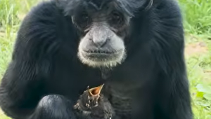 Opica v ZOO dojala ošetrovateľov: Postarala sa o mláďatko vtáčika, ktorý spadol do jej výbehu