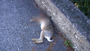 Hnijúce zviera z chodníka nikto nechcel odpratať, úrady sa vyhovárali