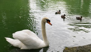 V obci Kopčany potvrdili výskyt vírusu vtáčej chrípky