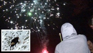 Na Silvestra v Tatrách nebláznite! Medvede a kamzíky sa budú hnevať