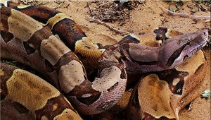 Žena volala na záchranku. Do tváre sa jej zahryzol veľhad kráľovský