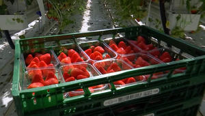 Pomocou modernej technológie sa v skleníku podarilo vypestovať prvé tohtoročné jahody