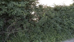 Žena videla muža onanovať v kríkoch. Exhibicionistovi sa podarilo ujsť