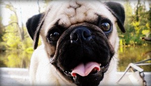 VIDEO. Toto je psík, ktorý nevie bežať