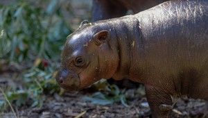 V ZOO Bratislava privítali vzácny prírastok: Narodila sa malá hrošica Bawu