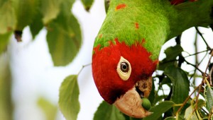 Bezdetná milionárka napísala závet, majetok zdedili papagáje