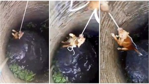 Dojímavé video. Malý psík bojoval o život ako lev