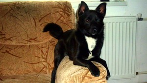 Psík Pjocho sa stratil v obci Dunajov. Majitelia prosia o pomoc