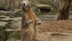 Knut oslávil narodeniny