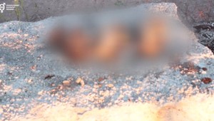 Kauza utopených šteniatok, ktorú mali na svedomí policajti, pokračuje