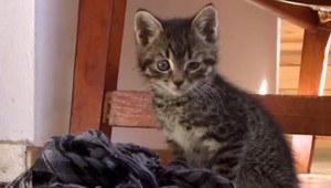 VIDEO: Na sídlisku v Čadci niekto pravdepodobne dokopal malú mačku, nejde o jediný útok na zviera