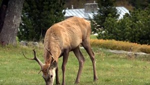 Psi a mačky sú súčasťou domácností. Tatranci si ale začínajú zvykať aj na jelene či medvede