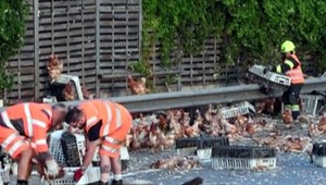 Sliepky zaplnili diaľnicu. Doprava na niekoľko hodín skolabovala