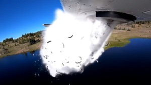 Z lietadla vyhadzujú tisíce rýb do jazera