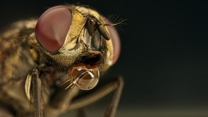 Liečenie larvami múch. Slovenskí vedci školia v Keni