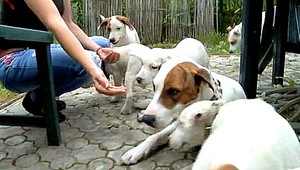 Psia rodinka zostala na ulici. Pomôžte im