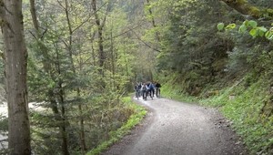 VIDEO: Turistu v Pieninách takmer prizabil strom. Za vinníka označili bobra
