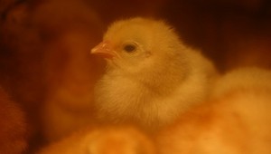 Prekvapenie na skládke. Z pokazených vajec sa zrazu vyliahli stovky kuriatok