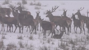 Poľovníci vozia do lesa hrudy soli. Zachraňujú ňou divú zver