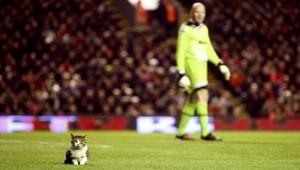 V Liverpoole počas zápasu pobehovala po ihrisku mačka!