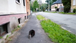 Ulicami v Humennom sa premávajú bobry so zlomeným srdcom. Hľadajú si partnera