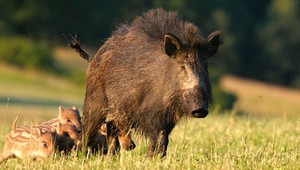 Ako správne reagovať pri stretnutí s divou zverou