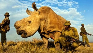 Samca bieleho nosorožca strážia ozbrojenci. Je jediný na svete