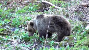 Ochranári z TANAPu riešia problém: V ohrození je ďalšia medvedia rodina