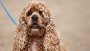 Fenka kokeršpaniela utiekla majiteľovi. Metrom i vlakom sa odviezla z Prahy do Pardubíc